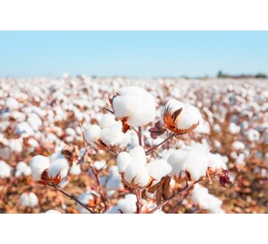 We love cotton!